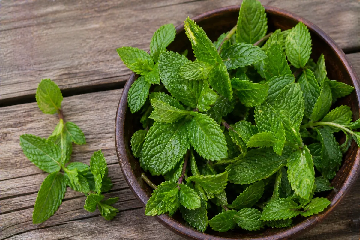 Mint leaf