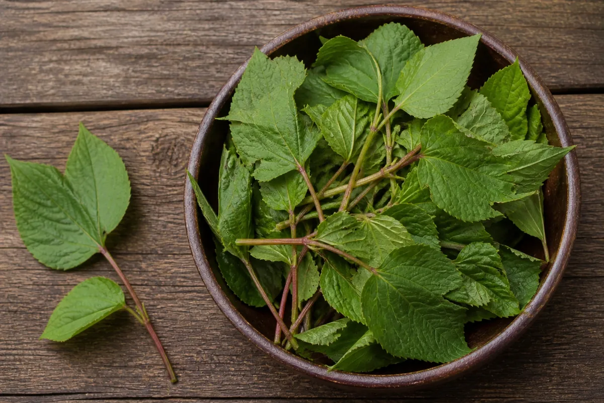 Gongura leaf